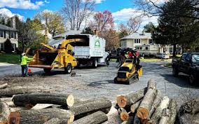 Best Storm Damage Tree Cleanup  in Georgetown, CO