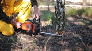 Best Lot and Land Clearing  in Georgetown, CO