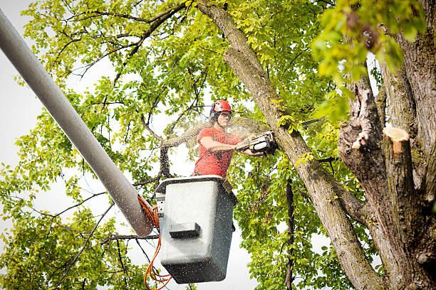 Best Arborist Consultation Services  in Georgetown, CO