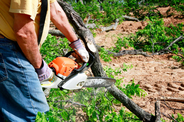 Best Tree Maintenance Programs  in Georgetown, CO